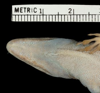 Media type: image;   Herpetology R-70791 Aspect: head ventral